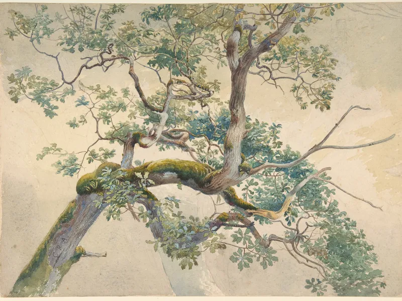 Charles Reginald Aston, Tree Branches, 1860-1900, The Metropolitan Museum of Art. Public Domain.