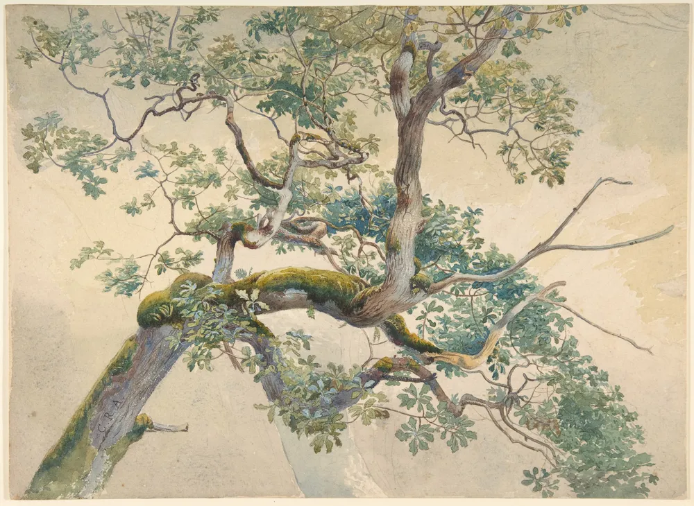 Charles Reginald Aston, Tree Branches, 1860-1900, The Metropolitan Museum of Art. Public Domain.